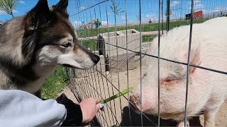 Kakoa can't contain her excitement meeting mini pig!! by The Husky Fam 25,087 views 1 year ago 7 minutes, 6 seconds