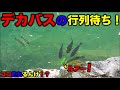 ジョイントフカベイトを釣れると信じてない奴が投げると衝撃すぎた! 【バス釣り】