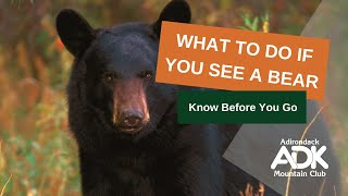 What to Do If You See a Black Bear [Adirondacks]