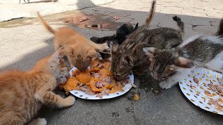 Feeding Poor baby kitten, they are very hungry