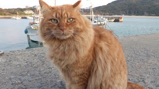 漁港に住むゴージャスな猫達が夕方の海で集会を開く