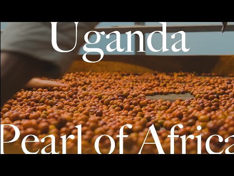 우간다 커피 산지 여행/Uganda Coffee Trip