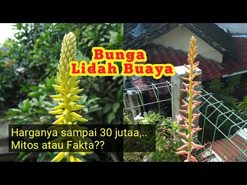 Video: Apakah Lidah Buaya Mekar: Cara Mendapatkan Bunga Pada Tanaman Lidah Buaya