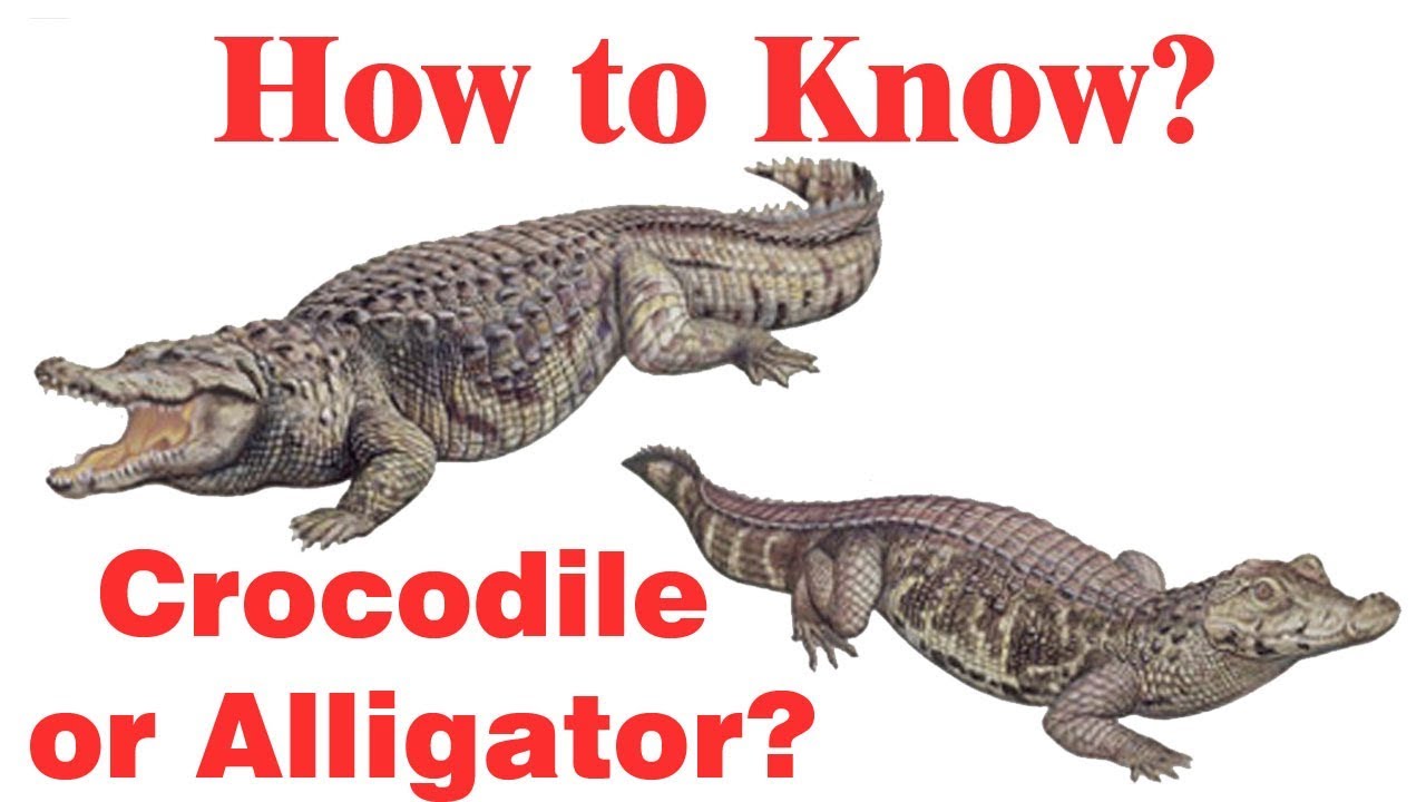 The 8 Main Differences Between Alligators and Crocodiles