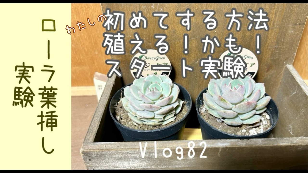 多肉植物】ローラの葉挿し実験スタート！わたしの初めての方法で葉挿し