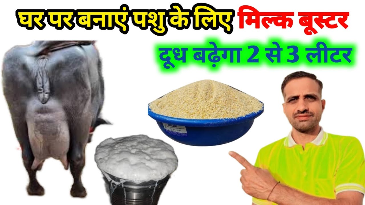 पशु के लिए घर पर बनाएं मिल्क बूस्टर ।How to make milk buster for Animals। 