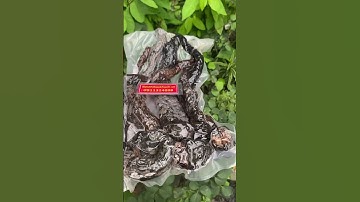 Nhục thung dung đen chuẩn #sieuthibaokhanh #dongamruou