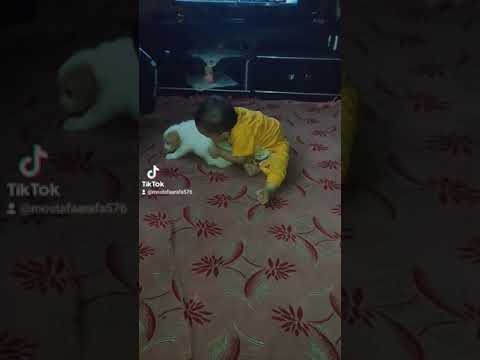 سولي وديجو ضحك السنين