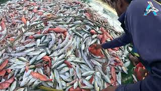 Big Catch Fishing in The Sea | Net Fishing in The Sea | KADAL