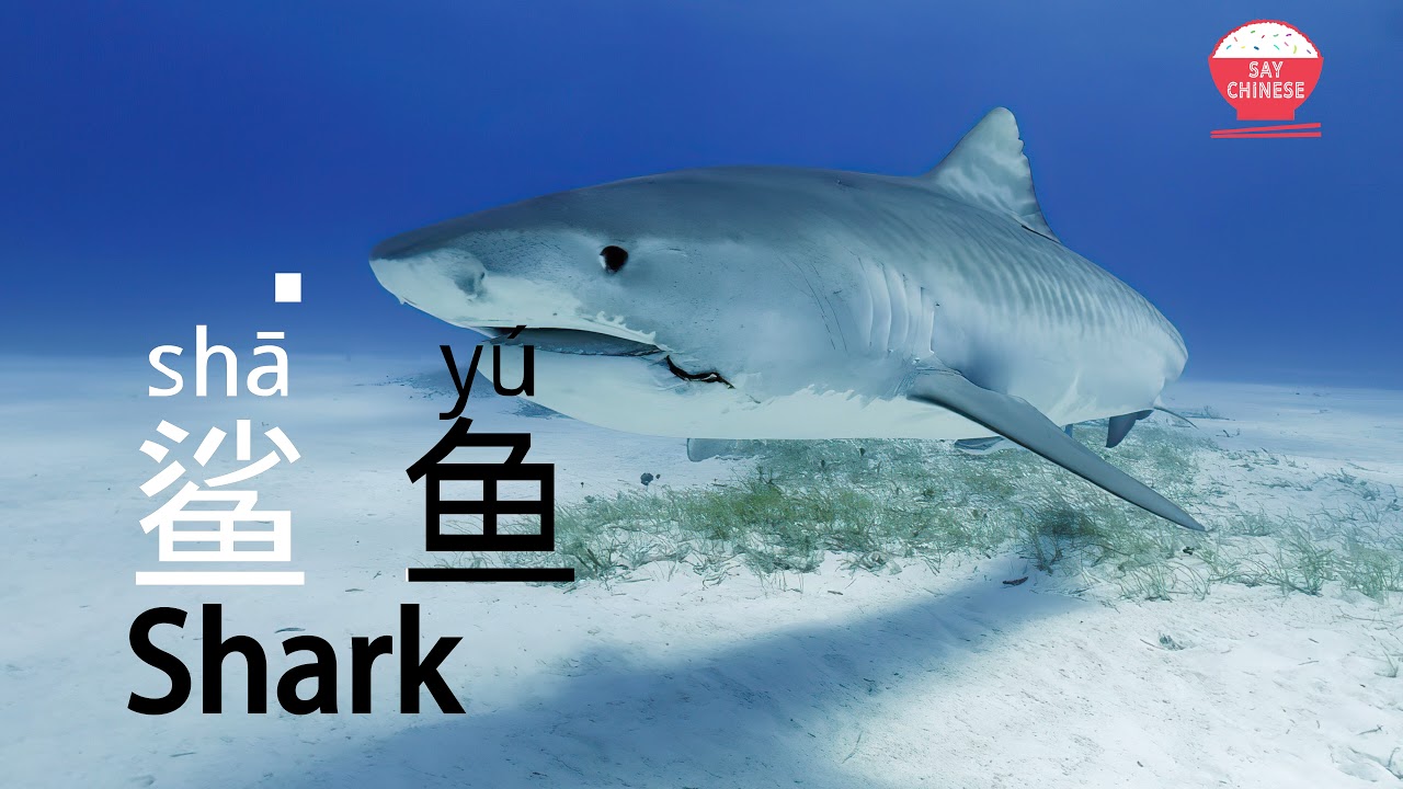 How To Say Shark In Chinese | 鲨鱼 Sha Yu | Say Chinese Real Human Voice