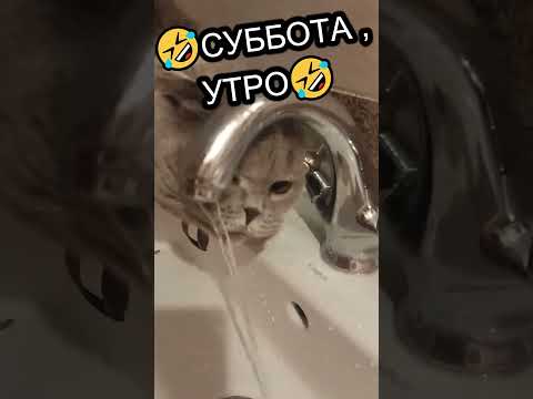 🤣КОГДА ХОРОШО В ПЯТНИЦУ ОТДОХНУЛ!! 🤣 #shorts #похмелье #алкоголь #водка #юмор #опохмел #алкоблогер