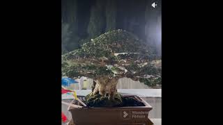 smol mame bestten belajarbonsai inspirasibonsai bonsai bonsaipemula bonsaiindonesia