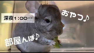 【かわいい】深夜に部屋んぽとおやつを楽しむチンチラ