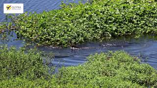 Las nutrias gigantes en el Pantanal paraguayo