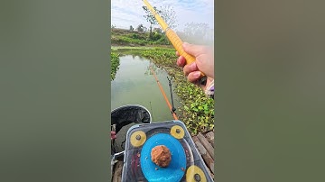 Tập 24 | Ký sự cần thủ Trọng Minh Fishing #cauca #fishing #trongminhfishing