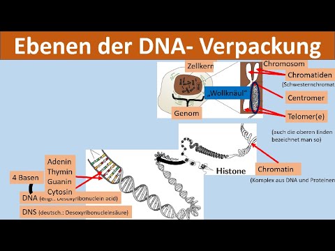 DNA-Verpackung [Chromosom, Chromatin, Nukleosom, Histon, DNA, Basen]   [Biologie, Genetik]