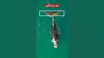 عم يتسائلون #سورة_النبأ  #قرآن #القارىء  #عبداللطيف_أبوحسن #subscribe #share