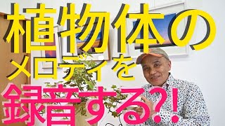 PlantWave 植物音楽再生デバイス PlantWave 植物音楽再生デバイス - メルカリ