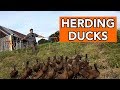 Duck Herding How To