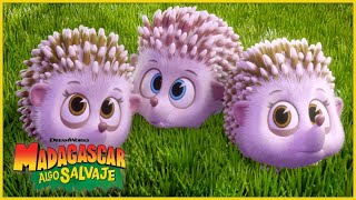 De niñera de unos erizos | DreamWorks Madagascar en Español Latino