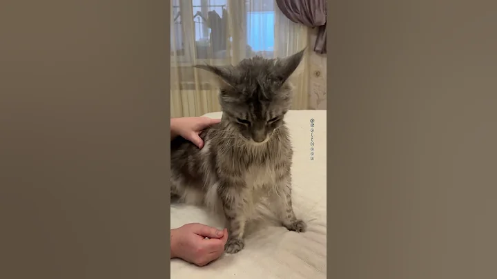 Video 7582391: mainecoon cutecat cat, maine coon love, purring loudly, pets