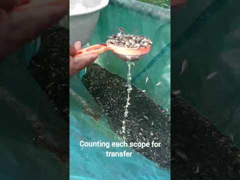 Transferring process of