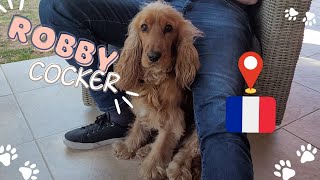 Travelling with a dog in France  English Cocker Spaniel Robby