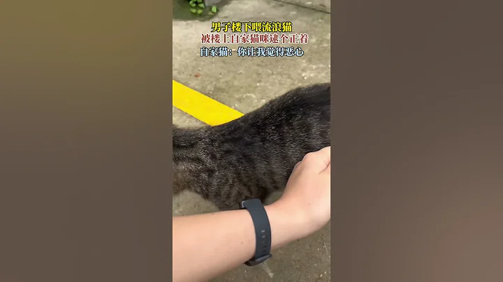 男子楼下喂流浪猫，被楼上自家猫咪逮个正着，猫咪的表情亮了。 #猫咪 #日常 - 天天要闻