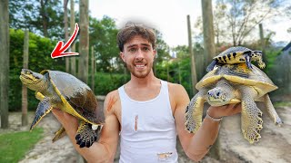 Download Lagu I Surprised Him With RARE Rescued Baby Turtles For The Backyard Pond!! MP3