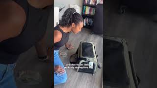 Safe Pet Travel Tips Every Owner Should Know