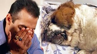 Salman Khan Buries His Dog Saint At His Panvel Farmhouse