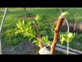 grafting the apricot in summer