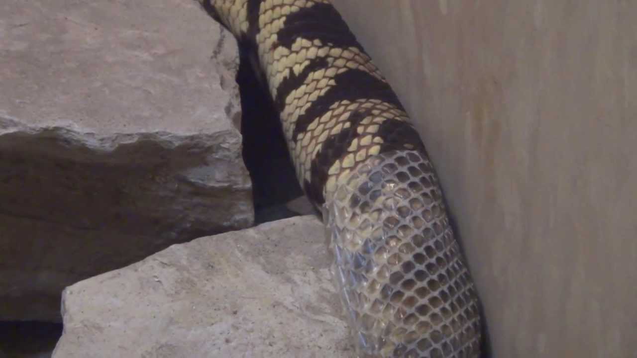 snake shedding skin - youtube