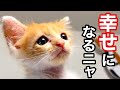 【保護子猫】里親様決定! ボロボロだった子猫が幸せを掴むまで