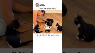 고양이 유치원 질서 수준