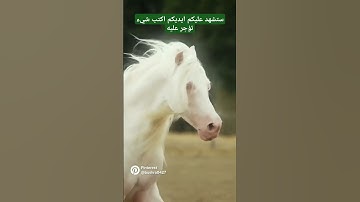 خواتم سوره الحشر بصوت القارئ الشيخ فارس عباد ♥️♥️♥️ #يوتيوب