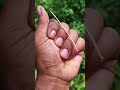 Asi he video viral hote hain #comedyeffect #shortsfeed #nature #wildlife