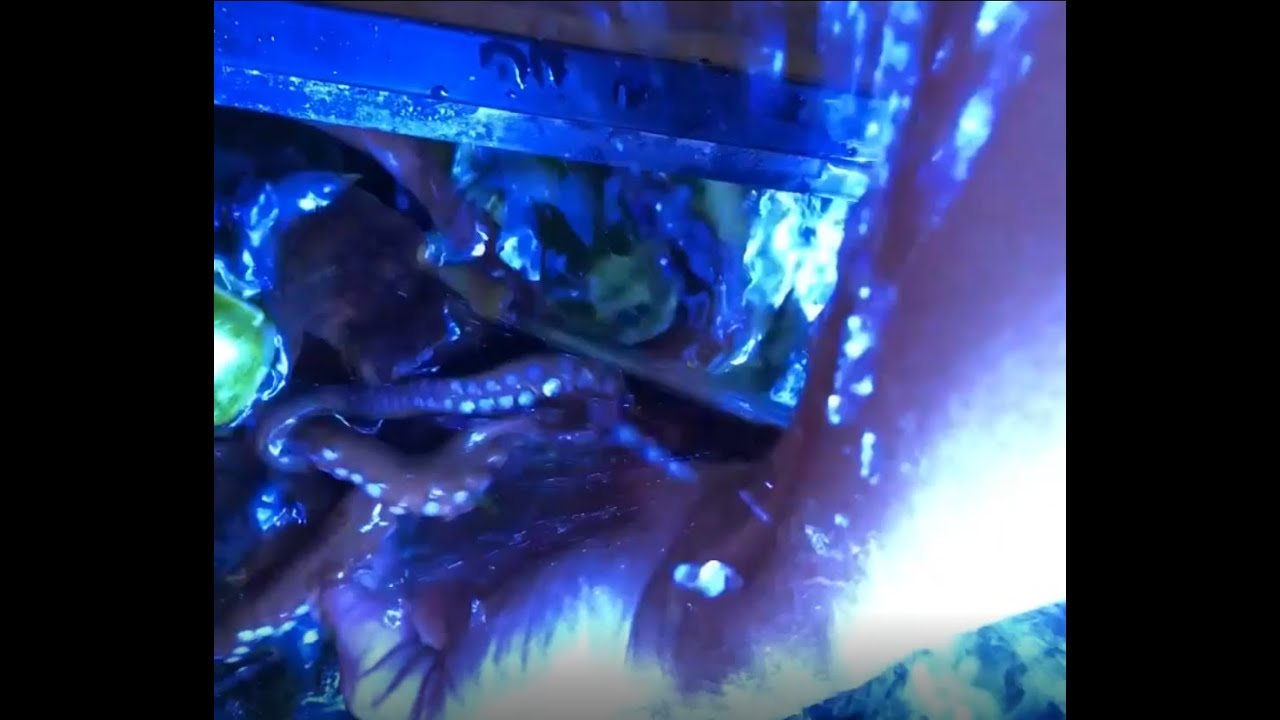 Octopus Squirts Camera YouTube