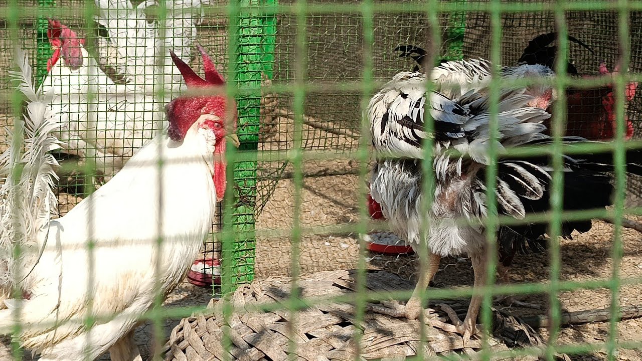 Soni Life VLOGS is live