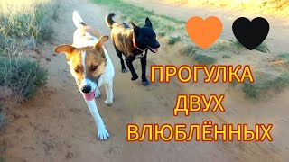 🤎Боник и 🖤Чернышка вышли на прогулку.💖Скоро щенки.🐶Ждёте❓️❓️❓️