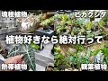 全植物好きが心躍る最高の園芸店に行ってきました｜観葉植物｜熱帯植物｜塊根植物｜BOTANICAL GARDEN OZMAN