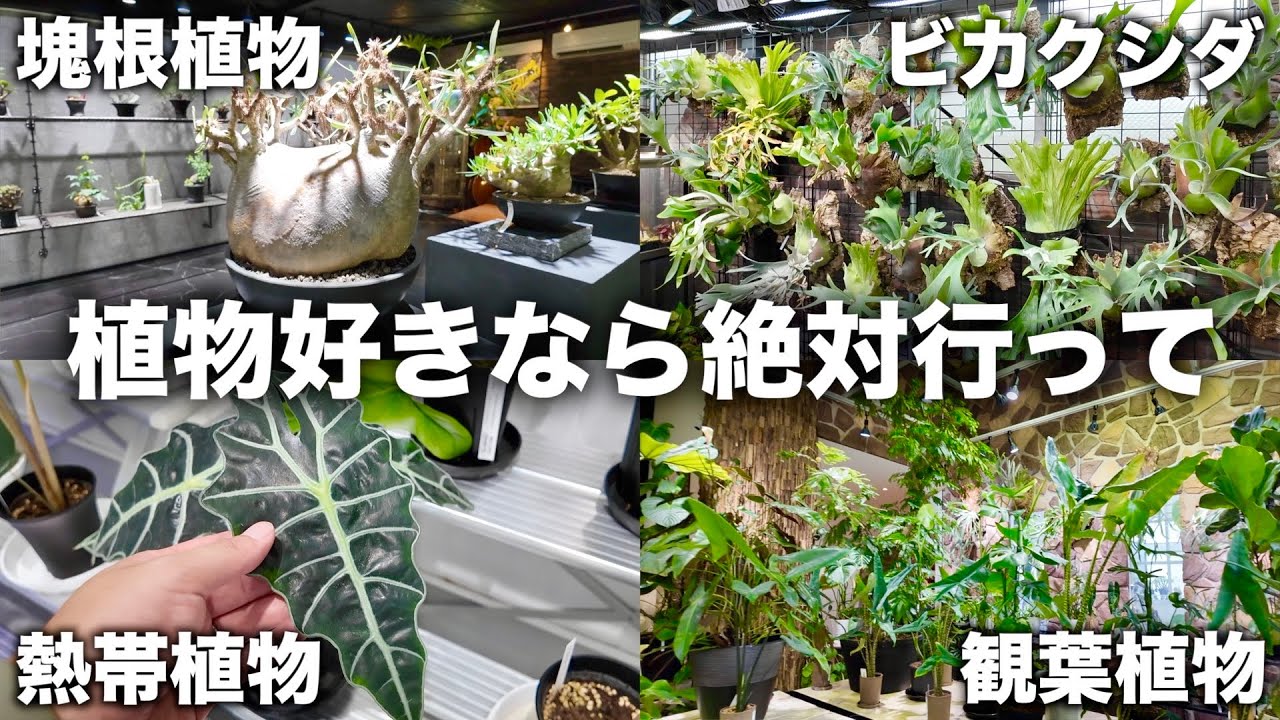 全植物好きが心躍る最高の園芸店に行ってきました｜観葉植物｜熱帯植物｜塊根植物｜BOTANICAL GARDEN OZMAN