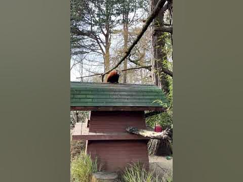 Red pandas are they actually red pandas ?? Cute red panda Edinburgh zoo