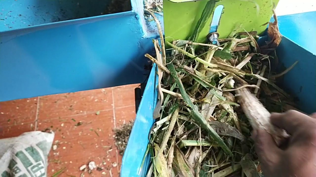 PEMBUATAN PAKAN KAMBING AGAR MAKAN LEBIH MAKSIMAL 