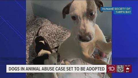Two dogs rescued in Hillsborough County animal cruelty case make healthy recovery, ready for new hom
