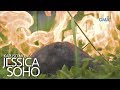 Kapuso Mo, Jessica Soho: Hinihinalang meteorite, bumagsak daw sa Mindoro?!