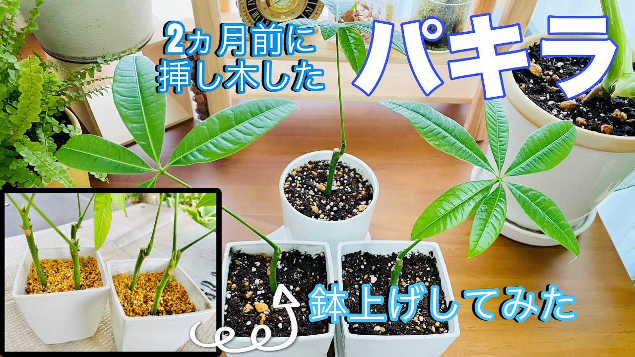 パキラの挿し木】2ヵ月前に挿し木したパキラを鉢上げ！挿し木の方法