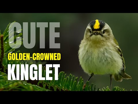 Video: The yellow-headed kinglet bird: description, weight, voice and interesting facts