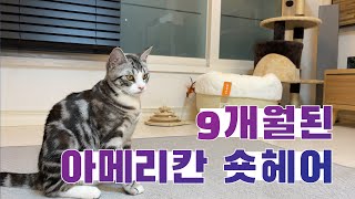 E27.  9개월된 아메리칸숏헤어 고양이 루이