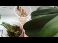 Реанимация орхидей и результат после нее